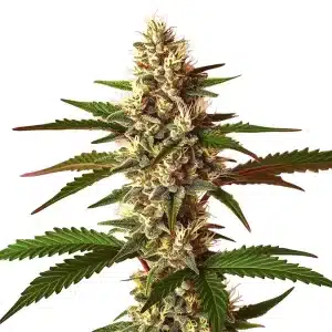 Cogollo de Candy Punch Regular genética dulce y potente de alto rendimiento.