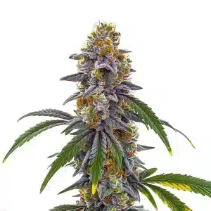 Cogollo de Candyland cubierto de resina, genética dulce y potente.