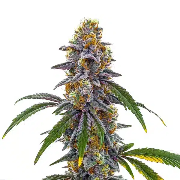 Candyland