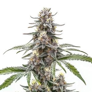 Cogollo de Cannatonic genética rica en CBD y bajo contenido de THC.
