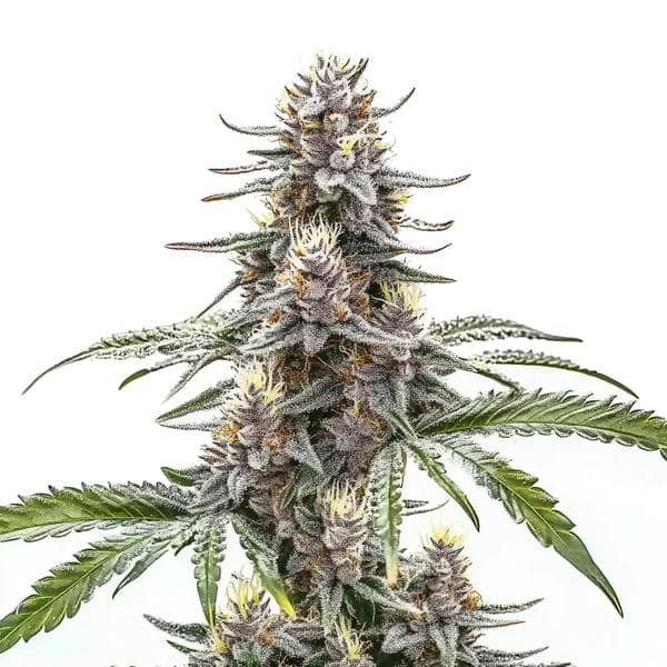 Cannatonic
