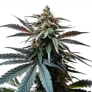 Cap Junky: Potencia extrema y resina densa en cada cultivo.