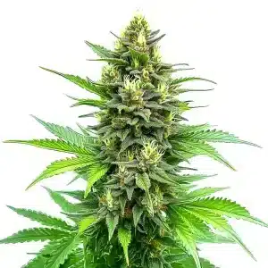 Planta de cannabis Carmagnola CBD con cogollos grandes y resinosos.