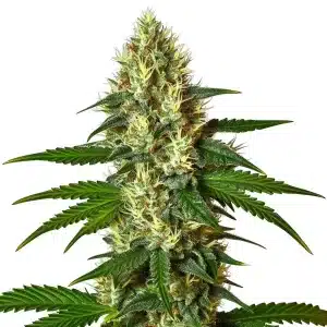 Planta de cannabis Carmen 2.0 con cogollos resinosos y equilibrio ideal entre relajación y energía.