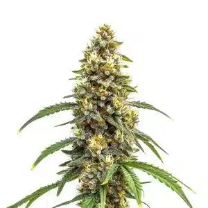 Planta de cannabis Carmen x Durban Poison con cogollos grandes y resinosos.