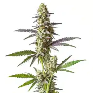 Cogollo de cannabis Cement Shoe x Rainbow Regular con tonos verdes y púrpura, tricomas abundantes y hojas alargadas.