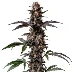 Planta de cannabis Cement Shoes Regular con cogollos oscuros y resinosos.