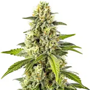 Planta de cannabis Cheese con cogollos densos, resinosos y aroma intenso.