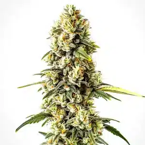 Cogollo de cannabis Cheese Cookies con flores densas y tricomas abundantes.