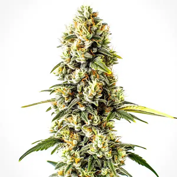 Cheese Cookies