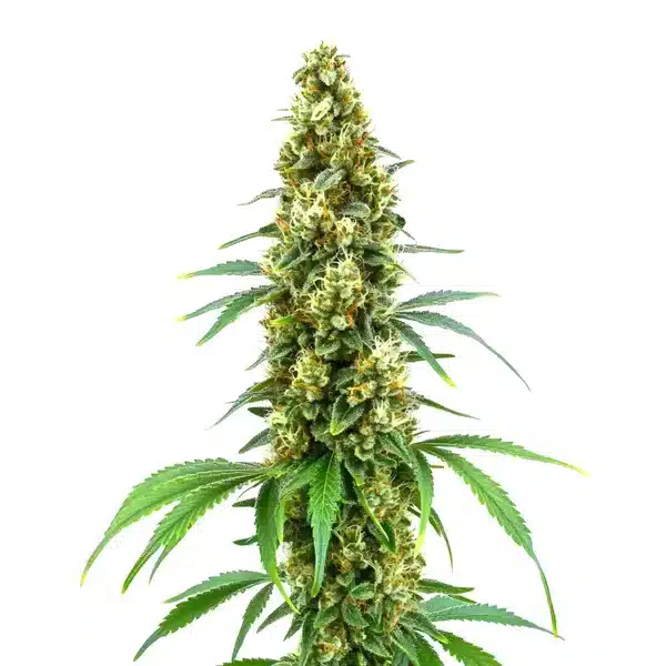 Cheese Diesel
