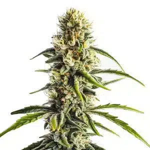 Cogollo de cannabis Cheese Lemon Regular con tonos verdes claros y tricomas abundantes.