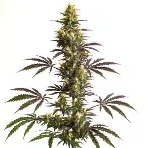 Planta de cannabis CheeseCake Gelato Auto con cogollos resinosos.