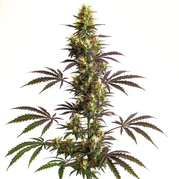 CheeseCake Gelato Auto