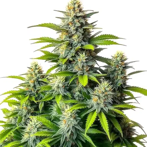 Chemdog Diesel Auto