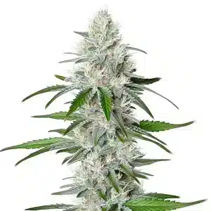 Planta de cannabis Chemdog Fast Version con cogollos resinosos y floración acelerada.