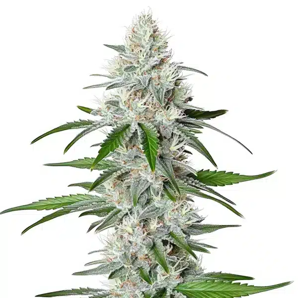 Chemdog Fast Version