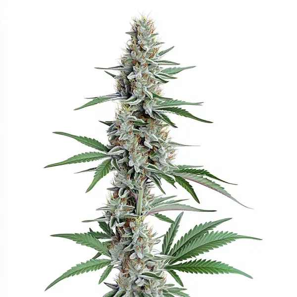 Chemdog Regular