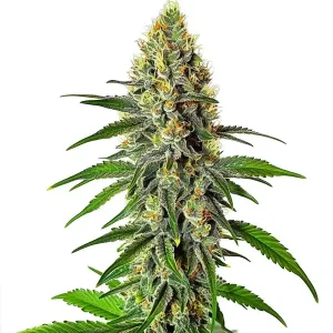 Planta de cannabis Cherry AK con cogollos resinosos.