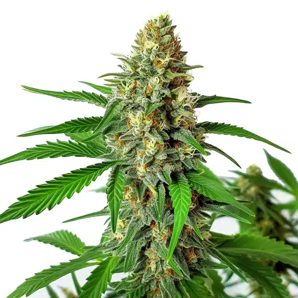 Cherry Ak Auto