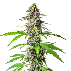Cogollo de cannabis Cherry Alien Auto con tonos púrpura y tricomas abundantes.