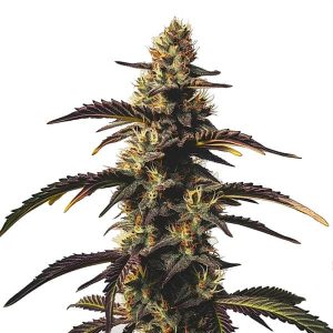 Cogollo de cannabis Chocolate Mint OG con tonos púrpura oscuros, pistilos claros y hojas serradas.
