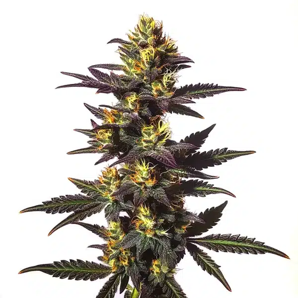 Chocolate Mint Regular
