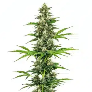 Planta Chocolope Candy Regular con cogollos resinosos y estructura alta y esbelta.