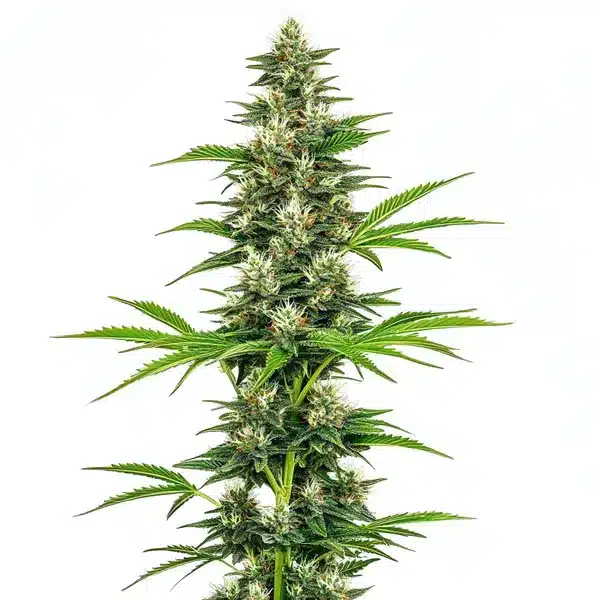 Chocolope Candy Regular
