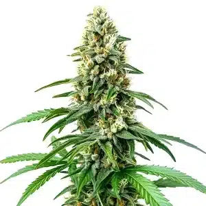 Chocolope Kush Regular con cogollo denso y resina visible sobre hojas verdes.