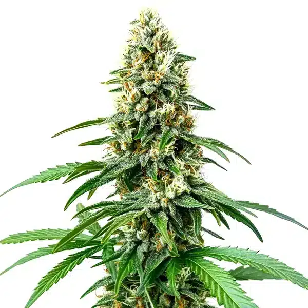 Chocolope Kush Regular