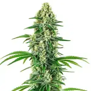 Chocolope x Candy con cogollo alargado, muy resinoso y hojas verdes.