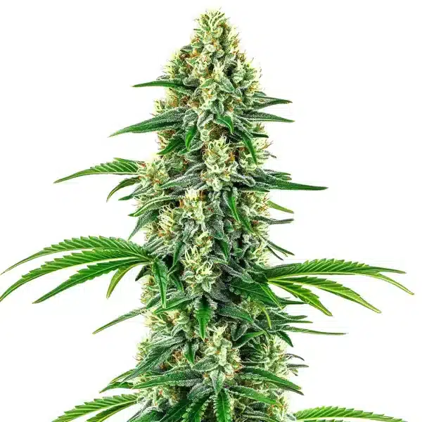 Chocolope x Candy