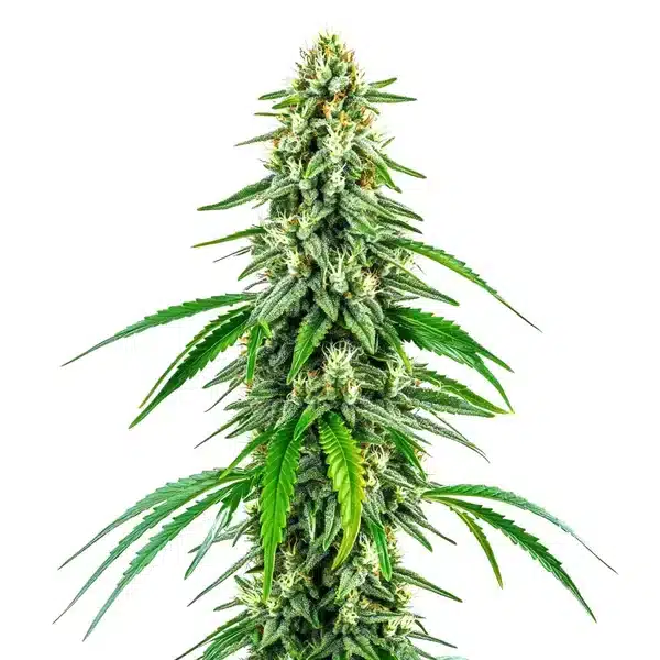 Chocolope x Kush