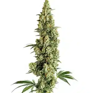 Cogollo de cannabis Chocolopez Fast Version con flores densas y tricomas abundantes.