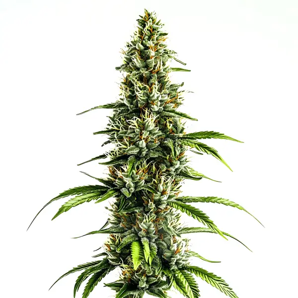 Chocolopez