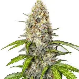 Cogollo de Chronic Widow denso y resinado con tonos verdes claros.