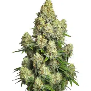 Planta de cannabis Cinderella 99 Auto con cogollos muy densos y tricomas abundantes.