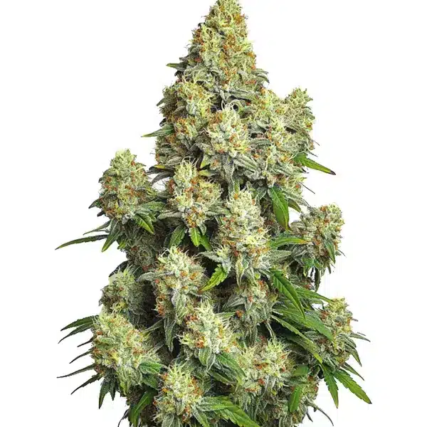 Cinderella 99 Auto