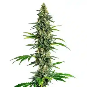 Cogollo de Cinderella 99 x Amnesia Haze alto y esbelto con flores resinosas.