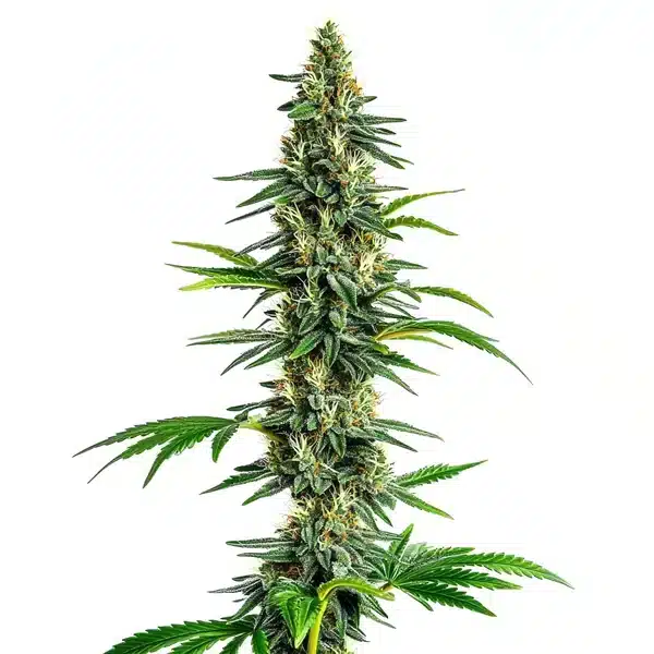 Cinderella 99 x Amnesia Haze