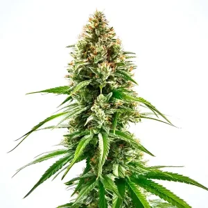 Cogollo de Cinderella 99 x Blueberry con flores densas y tricomas abundantes.