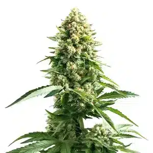 Cola principal de Cinderella 99 x Kali Mist con cogollos densos y resinosos.