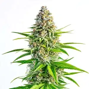 Cogollo de Cinderella 99 x Lemon Pie con forma cónica, tonos verdes brillantes y abundantes tricomas.
