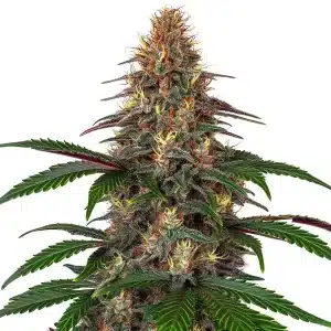 Cogollo de Cinderella 99 x Somango con abundante resina.
