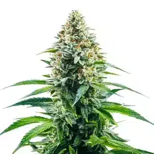 Cogollo central de Cinderella 99 x Tangilope con estructura densa, tricomas brillantes y hojas verdes extendidas.
