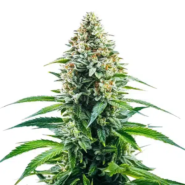 Cinderella 99 x Tangilope