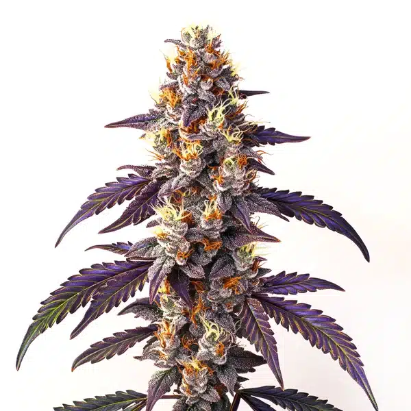 Cinderella99 x Blueberry Fast Version