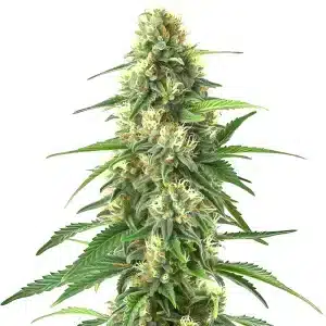 planta de cannabis Colombian Gold Auto con cogollos densos y pistilos naranjas