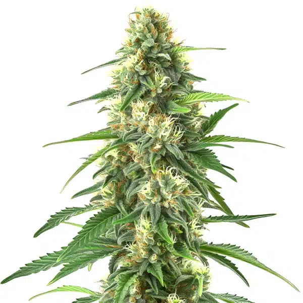 Colombian Gold Auto